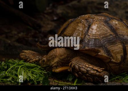 Primo piano: Mangiare tartarughe africane spronate, vita lenta, prendere il sole a terra con il suo guscio protettivo, bellissima tartaruga africana Foto Stock