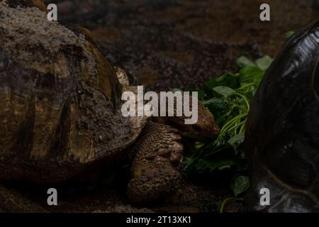 Due tartarughe africane speronato che mangiano durante la pioggia: Centrochelys sulcata, grandi tartarughe di cespugli africani, boschi e praterie, lago Langan Foto Stock