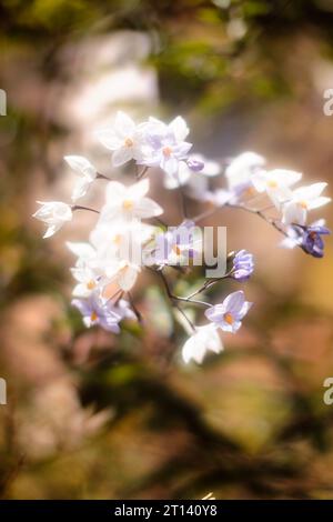 Composizione di due fiori di lilio bianchi illuminati da sorgenti luminose nere, luce UV Foto Stock