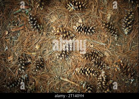 Foresta di pini naturali con coni, aghi e ramoscelli. Sfondo della struttura del suolo forestale Foto Stock