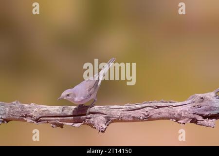 Uccello Whitethroat arroccato su un ramo di cardo. Sfondo verde semplice. Uccello marrone, testa grigia e piume della gola bianca. Nome latino Sylvia communis Foto Stock