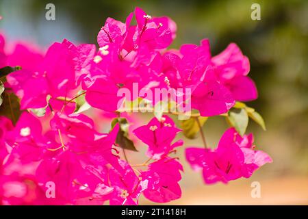 Fiore rosa chiamato Mandevilla, Dipladenia, Shining Mandevilla in giardino. Foto Stock