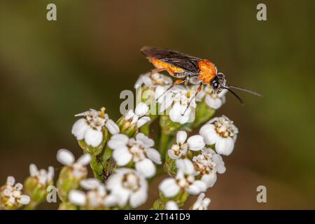 Athalia rosae, gli insetti dai colori meravigliosi si nutrono di nettare Foto Stock