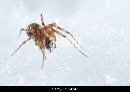 Tessitore domestico (Lepthyphantes leprosus) che cammina sulla neve Foto Stock