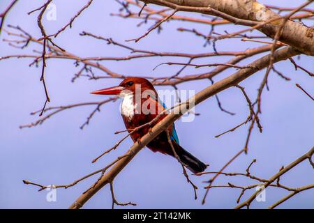 Kingfisher Halcyon smyrnensis dalla gola bianca l'uccello dalle ali marroni e blu che si appollaiano sul ramo con i capelli spiky guarda verso il fotografo Foto Stock