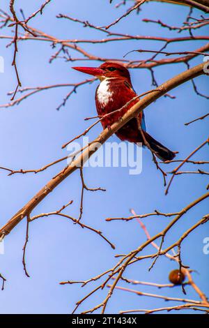 Kingfisher Halcyon smyrnensis dalla gola bianca l'uccello dalle ali marroni e blu che si appollaiano sul ramo con i capelli spiky guarda verso il fotografo Foto Stock