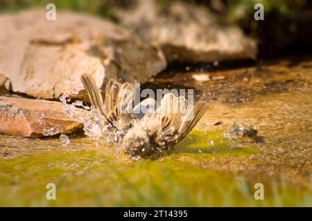 Wet maschio adulto merlo comune, Turdus merula, godendo di un bagno in acqua la ciotola in giardino Foto Stock