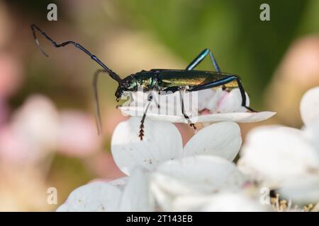 Aromia moschata, scarabeo muschiato, con uno scarabeo dai colori meravigliosi, adagiato su un fiore bianco Foto Stock