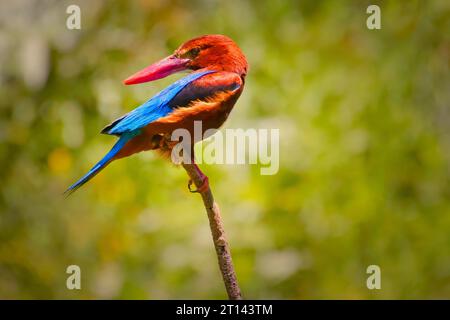 Kingfisher Halcyon smyrnensis dalla gola bianca l'uccello dalle ali marroni e blu che si appollaiano sul ramo con i capelli spiky guarda verso il fotografo Foto Stock