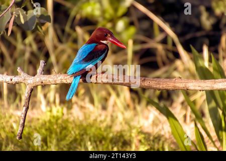 Kingfisher Halcyon smyrnensis dalla gola bianca l'uccello dalle ali marroni e blu che si appollaiano sul ramo con i capelli spiky guarda verso il fotografo Foto Stock