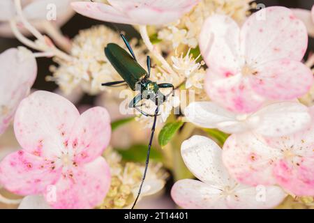 Aromia moschata, scarabeo muschiato, con uno scarabeo dai colori meravigliosi, vista dall'alto Foto Stock