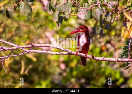 Kingfisher Halcyon smyrnensis dalla gola bianca l'uccello dalle ali marroni e blu che si appollaiano sul ramo con i capelli spiky guarda verso il fotografo Foto Stock