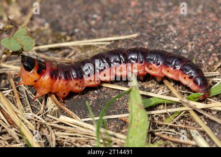 Cossus cossus, falena europea di capra, comunemente chiamata caterpillar, vista laterale Foto Stock