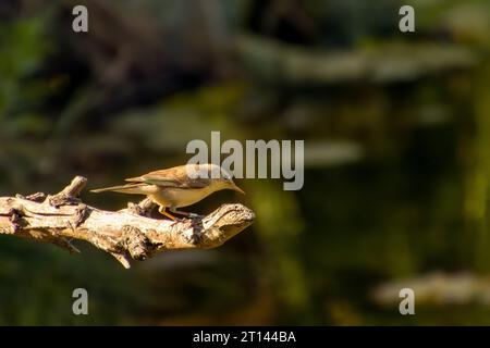 chiffchaff comune, lat. phylloscopus collybita, seduta sul ramo di cespuglio in primavera e alla ricerca di cibo. Carino piccolo guerriera. Songbird nella fauna selvatica. Foto Stock