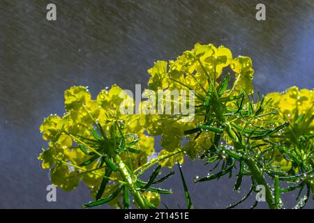 Euphorbia ciparissias, cipresso sprurge fiori verdastre closeup selettivo fuoco. Foto Stock