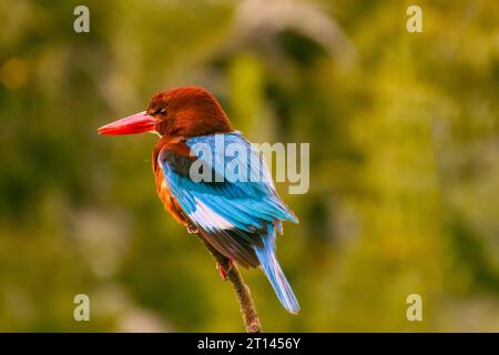 Kingfisher Halcyon smyrnensis dalla gola bianca l'uccello dalle ali marroni e blu che si appollaiano sul ramo con i capelli spiky guarda verso il fotografo Foto Stock