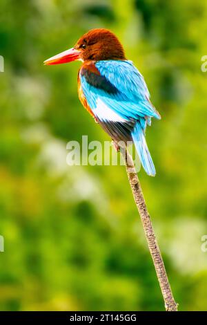 Kingfisher Halcyon smyrnensis dalla gola bianca l'uccello dalle ali marroni e blu che si appollaiano sul ramo con i capelli spiky guarda verso il fotografo Foto Stock