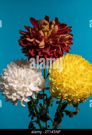 Bouquet di tre crisantemi multicolore su sfondo blu Foto Stock