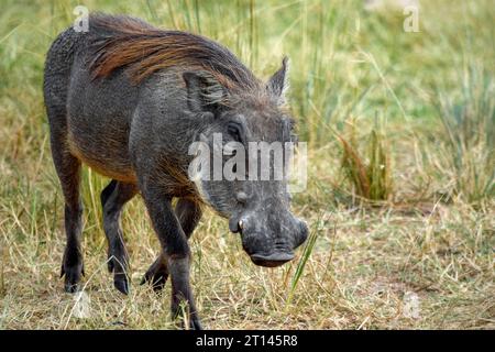 Warthog visto al Murchison Falls National Park in Uganda, Africa Foto Stock
