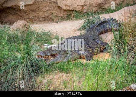 Coccodrillo del Nilo visto al Murchison Falls National Park in Uganda, Africa Foto Stock