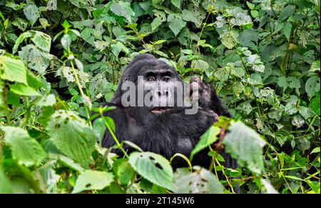 Ritratto di un gorilla di montagna visto all'impenetrabile Parco Nazionale Bwindi in Uganda, africa Foto Stock