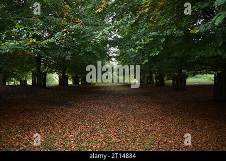 Un'area di fitti alberi bassi in un parco con un sottile tappeto di foglie morte sotto di loro all'inizio dell'autunno. Foto Stock