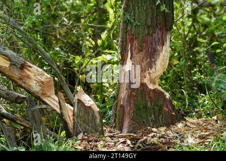 Morso di castoro sugli alberi - primo piano dei tronchi degli alberi macchiati da castoro Foto Stock