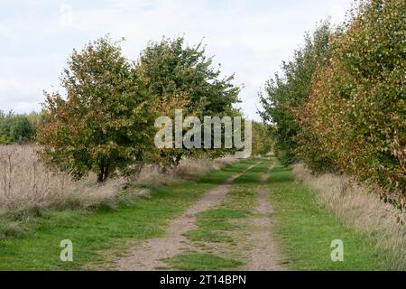 Weldon Woodland Park, Northamptonshire, Inghilterra, Regno Unito Foto Stock