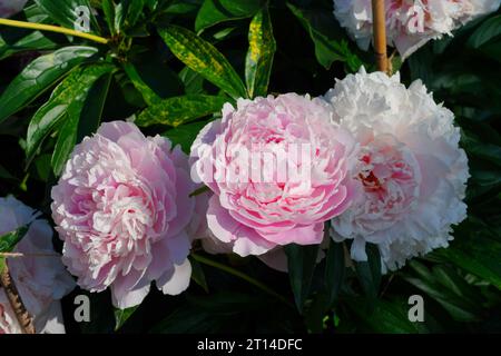 Fiori di peonia rosa che crescono nel giardino Foto Stock
