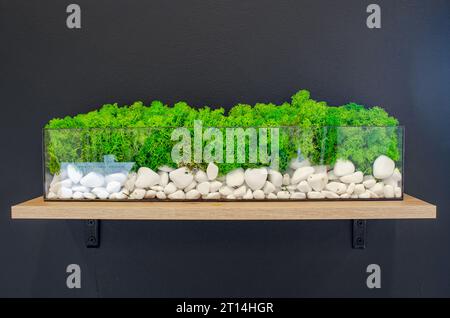 Muschio stabilizzato verde in acquario trasparente con pietre bianche. Decorazione dei locali. Foto Stock