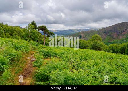 Sotto i cieli oscuri, un sentiero conduce attraverso una collina ricoperta di salici verso un fitto bosco alto nella campagna gallese. Foto Stock