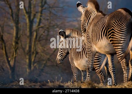 Vista laterale di due zebre che camminano alla luce del sole serale Foto Stock
