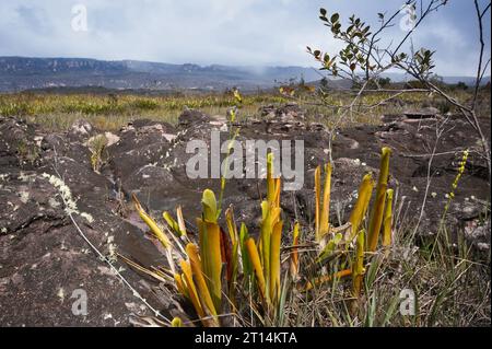 Caraffe gialle di Brocchinia reducta, una bromeliade carnivora, in habitat naturale di Auyan Tepui, Venezuela Foto Stock