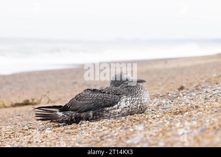 Northern Gannet (Morus bassanus) Sick Norfolk ottobre 2023 Foto Stock