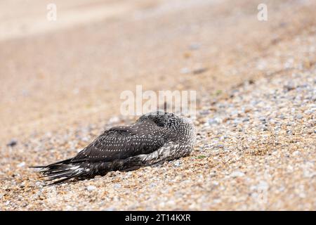 Northern Gannet (Morus bassanus) Sick Norfolk ottobre 2023 Foto Stock