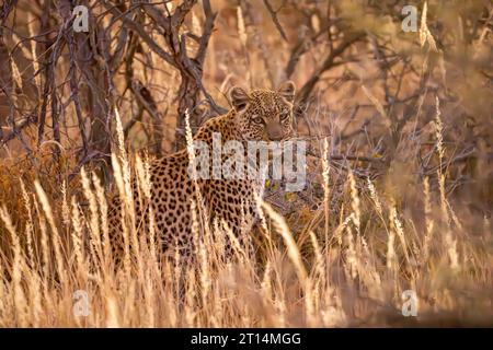 Leopardo africano (Panthera pardus pardus نمر إفريقي ) che indossa un collare radio, preda stalking nella savana fotografata in Namibia Foto Stock