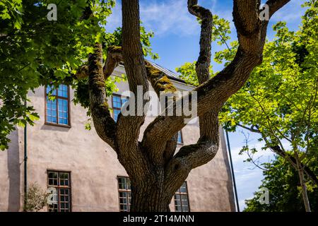 Le braccia estese di un'antica quercia che incornicia le imponenti mura del castello di Gronsoo. Foto Stock