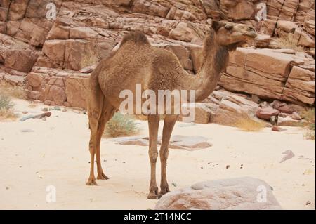 Un cammello selvaggio nel deserto roccioso del Sinai Foto Stock