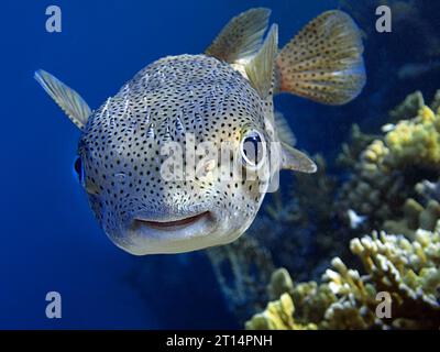 Diodon Hystrix nel Mar Rosso Foto Stock