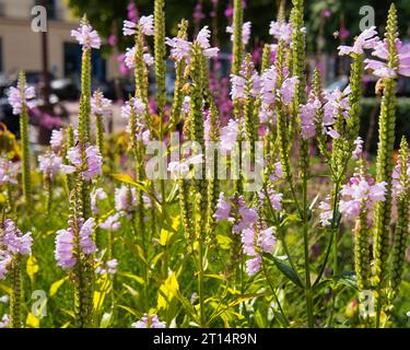 Physostegia virginiana Bouquet Rose fioritura in giardino, Versailles, Francia Foto Stock