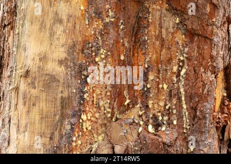 Resina leggera appiccicosa sul tronco di un albero ferito, vista a molla Foto Stock