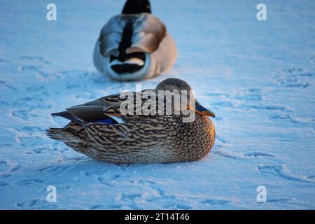 Anatre Mallard sedute sulla neve, sera d'inverno, Polonia orientale Foto Stock