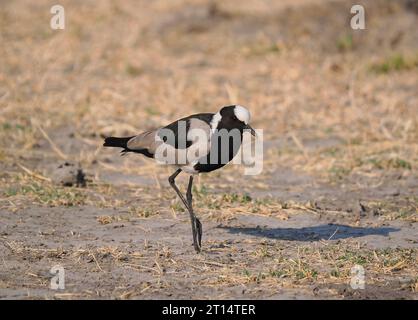 Le lapwing fabbri erano comuni nel Delta dell'Okavango in Botswana a settembre. Foto Stock