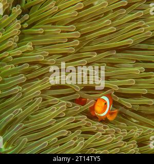 WESTERN Clown Fish ad Anemone Foto Stock