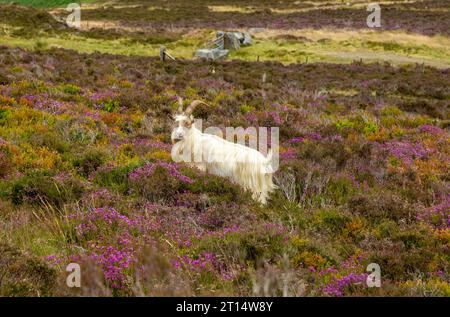 Una capra selvaggia di montagna che si trova tra erica fiorita vicino al Garn per la collina, la penisola di Llyn, Gwynedd, Galles Foto Stock