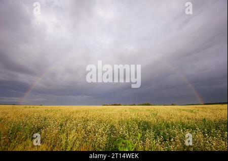 Rainbow paesaggio rurale con campo di grano sul tramonto Foto Stock