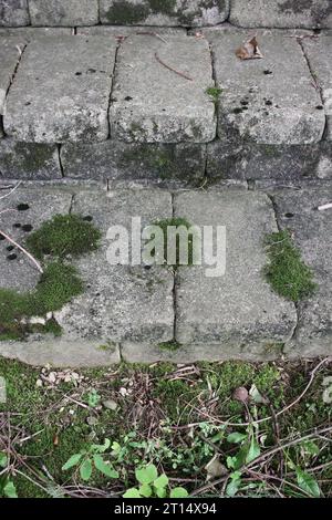 Semplici gradini di pietra ricoperti di muschio. Foto Stock