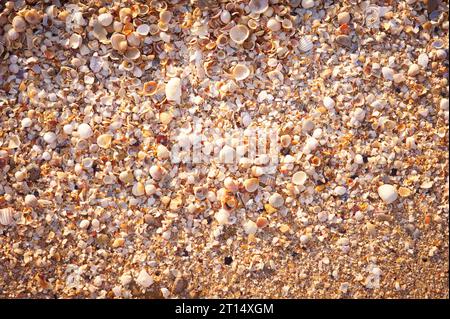 Primo piano su sabbia naturale e conchiglie Foto Stock