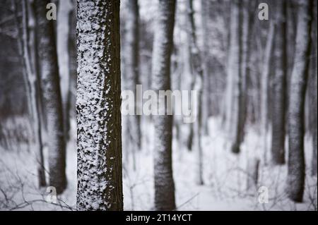 Alberi innevati nella foresta invernale. niente persone. Foto Stock