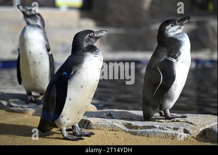 West Calder, Scozia, Regno Unito. 11 ottobre 2023. Lo zoo Five Sisters accoglie otto pinguini Humboldt appena in tempo per le vacanze scolastiche, i pinguini esplorano il loro nuovo recinto e habitat appositamente costruito al Five Sisters Zoo. Spheniscus humboldti. Crediti: Craig Brown/Alamy Live News Foto Stock